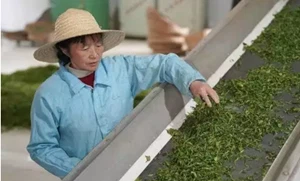 The Centennial Shanghai Style Tea Culture Exhibition Was Held in Shanghai The Centennial Shanghai Style Tea Culture Exhibition Was Held in Shanghai